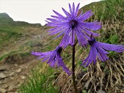 73 Soldanella alpina (Soldanella alpina)